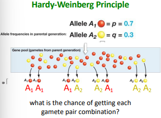 <p>What is the chance of getting each gamete pair combination?</p>