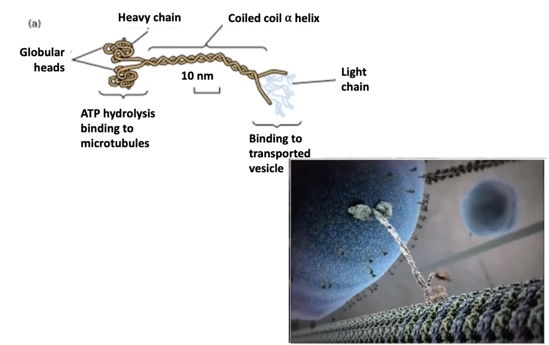 <ul><li><p><strong>Structure</strong>:</p><ul><li><p>Tetramer = 2 heavy chains + 2 light chains</p></li><li><p>N-terminal globular <strong>motor domains</strong> bind microtubules</p></li><li><p><strong>Heavy chains</strong> = motor activity</p></li><li><p><strong>Light chains</strong> = cargo binding (via variable tails)</p></li></ul></li><li><p><strong>Function</strong>:</p><ul><li><p>Motor domains use <strong>ATP hydrolysis</strong> for movement</p></li><li><p>Transports <strong>vesicles and organelles</strong> to <strong>plus ends</strong> of microtubules</p></li><li><p>Moves cargo <strong>away from MTOC → toward cell edge</strong></p></li><li><p><strong>Tail regions</strong> determine <strong>cargo specificity</strong></p></li></ul></li></ul><p></p>