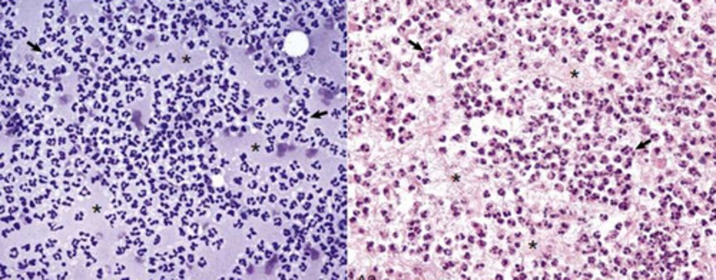 <p>What kind of inflammation is this?</p>