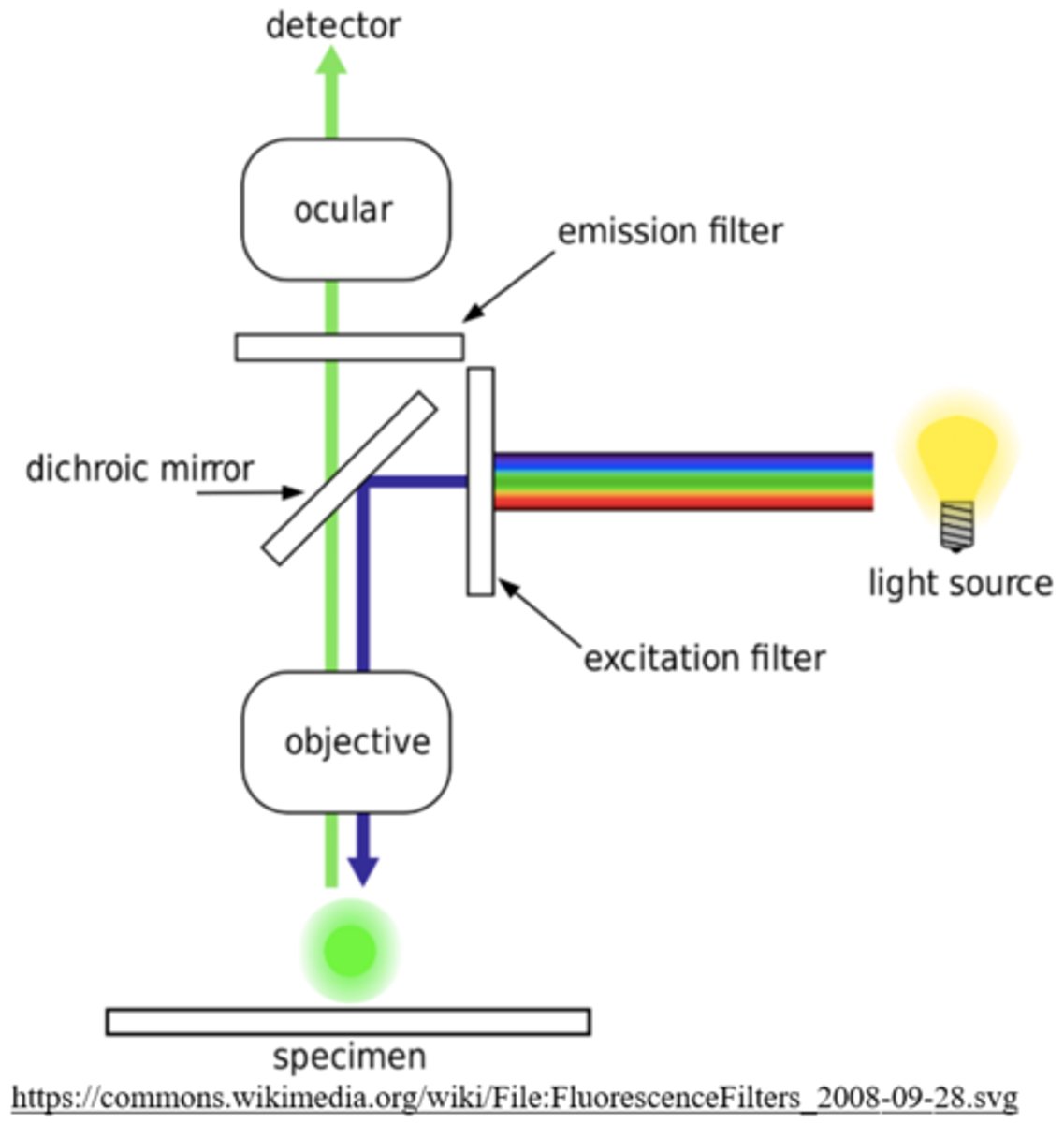 <p>colorful, 2D images of thin samples of living cells; increased brightness</p>