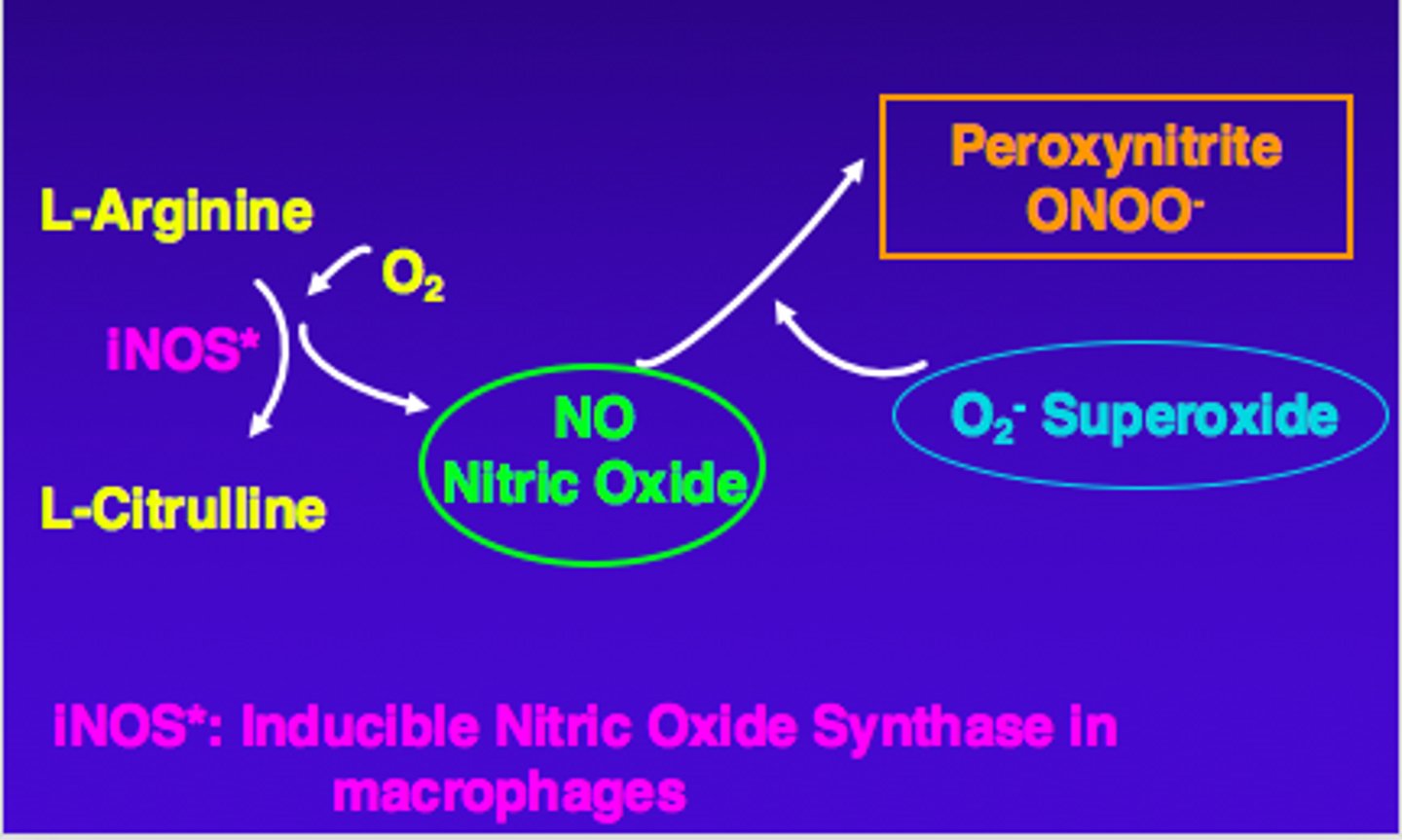 <p>- RNS = reactive nitrogen species</p><p>- unstable nitric oxide</p><p>- NO released in high amounts during systemic vasodilation => RNS formed</p>