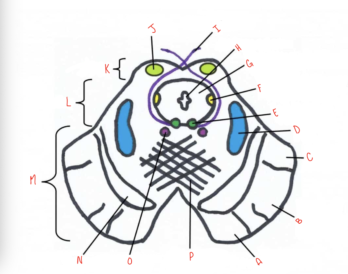 <p>What structure of the sliced inferior colliculus section of the midbrain is labeled J?</p>