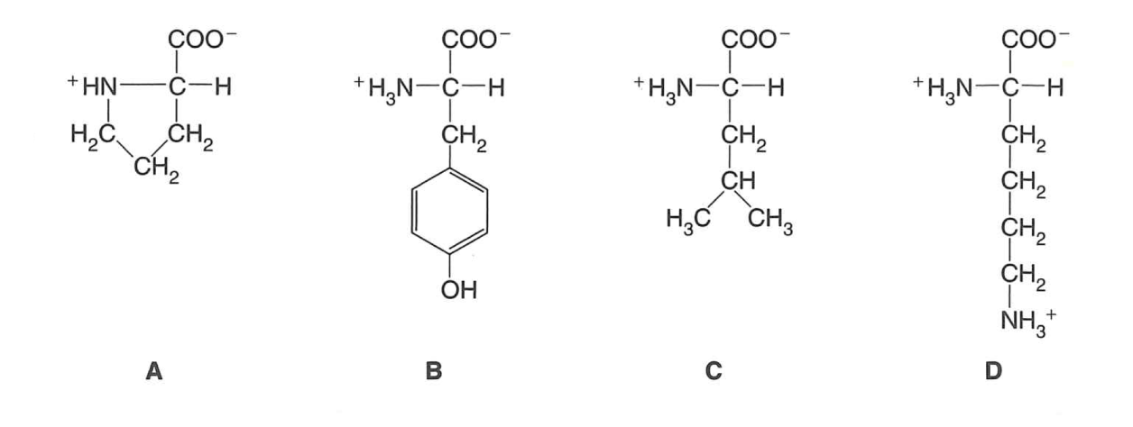 <p>branched aliphatic sidechain  - C basic sidechain  -  D aromatic R group -  B cyclic (nonaromatic) R group  -  A</p>