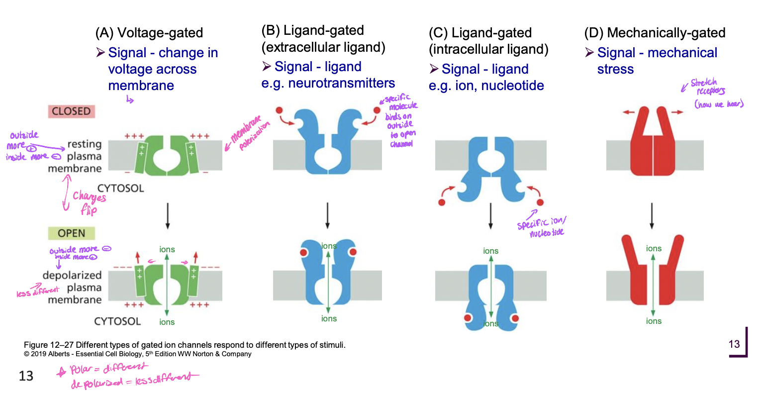 * voltage
* ligand (extracellular)
* ligand (intracellular)
* mechanically gated (mechanical stress signal)
