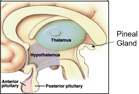 <p><strong>diencephalon </strong>= hypothalamus + thalamus</p><ul><li><p><strong>thalamus</strong>: relay station, senses that are coming in</p></li><li><p><strong>hypothalamus</strong>: homeostasis control center, subconscious</p></li></ul>