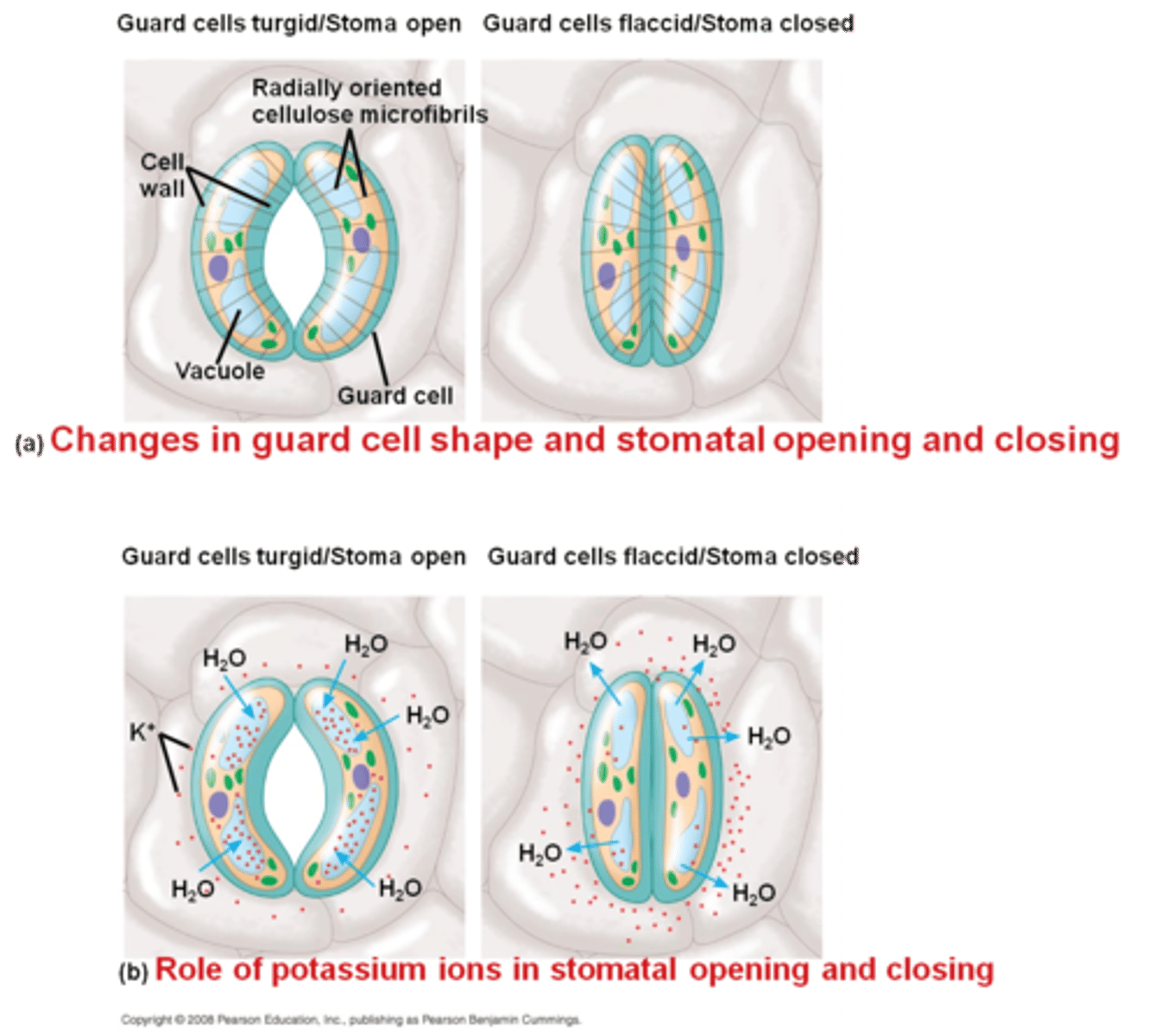 <p>stomata</p>
