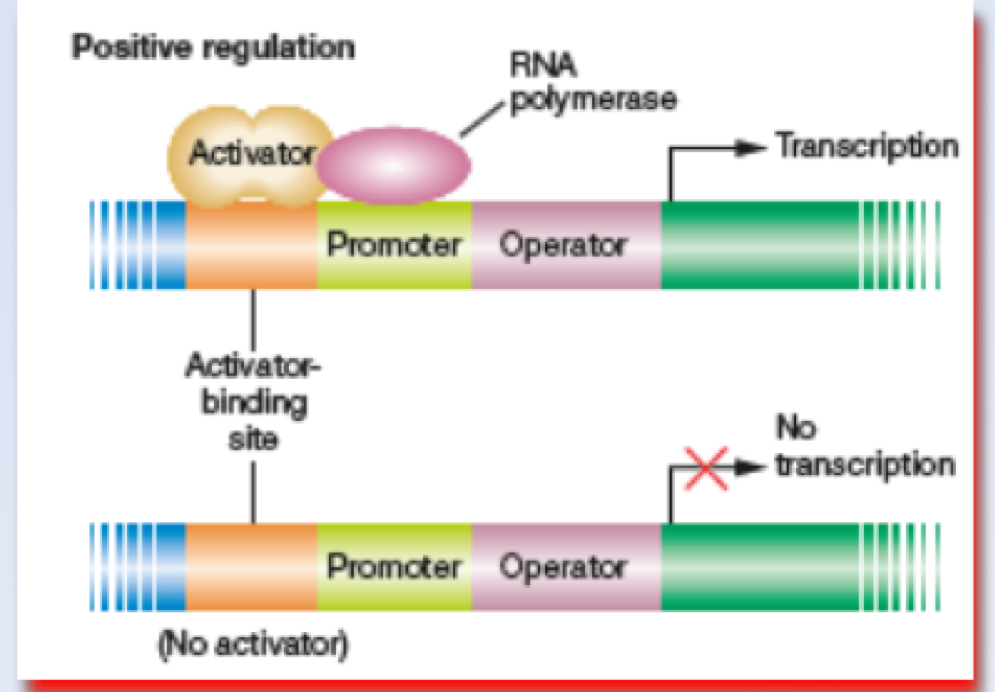 <p>positive control of operons is when the gene is _______, but when the regualtory protein binds, its turned _______ (like cAMP and CAP) </p>