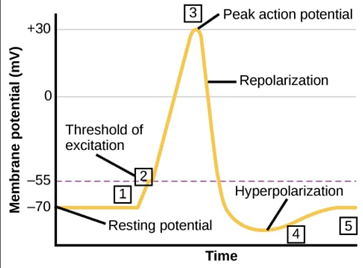 <p>voltage-gated sodium channels close while voltage-gated potassium channels are opened, making the change more negative.</p>