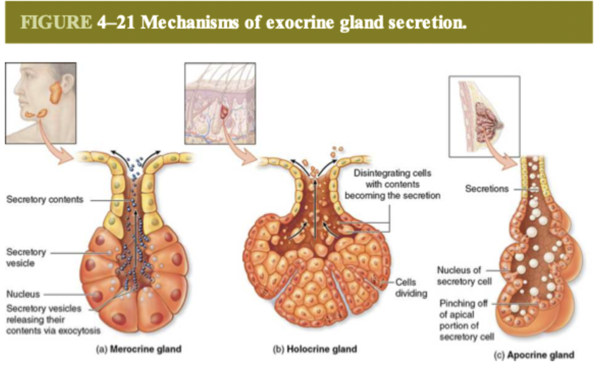 <p>the cells disintegrate with the contents becoming secretion</p>