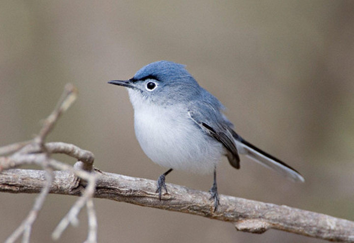 <p>Passeriformes Polioptilidae</p>