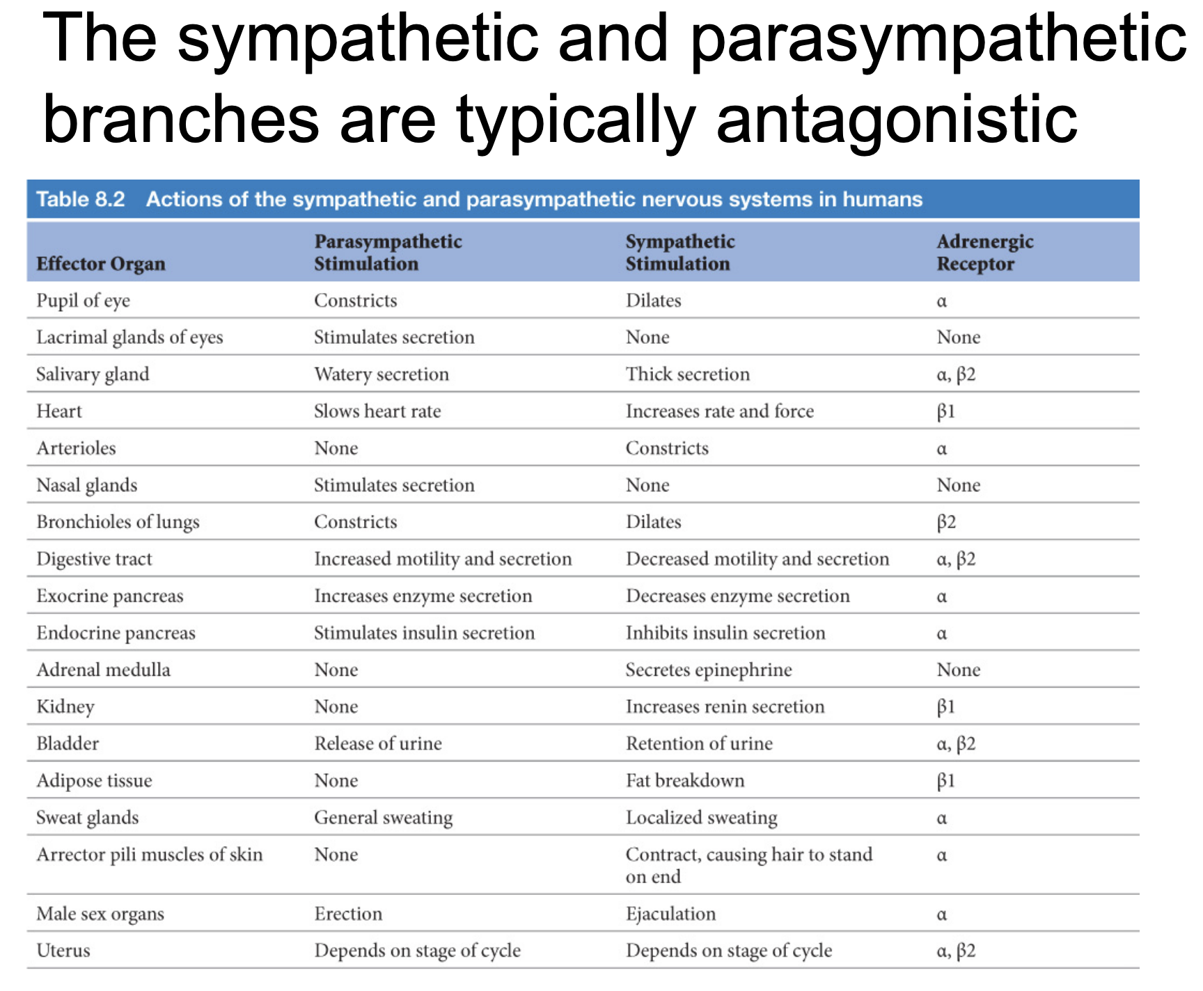 <ul><li><p>SNS - Thoracic</p></li><li><p>PNS - Brain stem</p></li><li><p>Organs tend to have Innervation from both systems - <span style="color: blue;"><strong>Dual-innervation</strong></span></p><ul><li><p>Heart:</p><ul><li><p>SNS: increases heart rate, how hard the heart is beating</p></li><li><p>PNS: slows down heart rate, makes it beat less hard - less blood flowing</p></li></ul></li><li><p>Small intestine:</p><ul><li><p>SNS: Turns off digestion and absorption</p></li><li><p>PNS: Turns on digestion and absorption</p></li></ul></li><li><p>Eye:</p><ul><li><p>SNS: pupil dilates, see more light</p></li><li><p>PNS: pupil shrinks, at rest</p></li></ul></li><li><p>Sweat glands:</p><ul><li><p>SNS: localized sweating</p></li><li><p>PNS: general sweating</p></li></ul></li></ul></li><li><p>Opposite effects from SNS and PNS = <span style="color: blue;"><strong>Antagonistic</strong></span></p></li></ul><p></p>