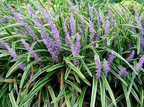 <p>Liriope, Lilyturf (Liliaceae)</p>