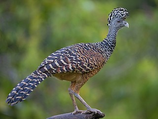 <p>cool hair, turkey sized, male is black, female is rusty brown</p>