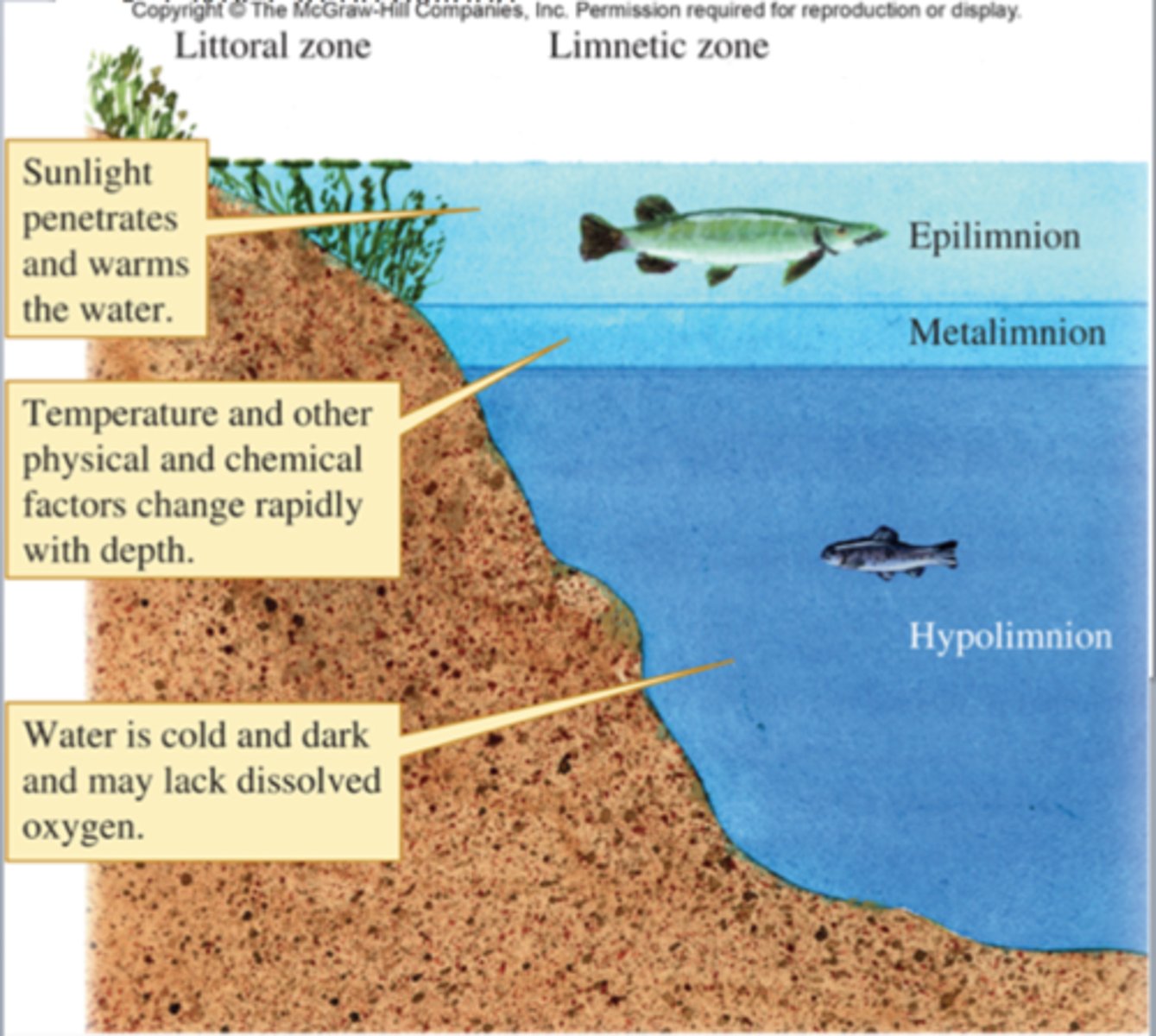 <p>middle layer in a stratified lake or other body of water where temperature changes most rapidly with depth, also known as the thermocline.</p>