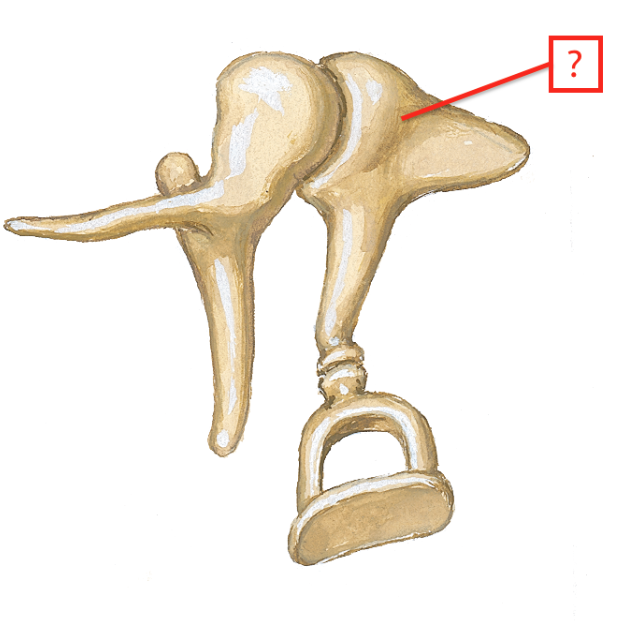 <p>Name the auditory ossicle.</p>