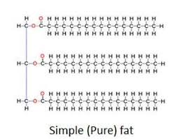<ul><li><p>Fatty Acids</p></li><li><p>Glycerol</p></li></ul><p></p>