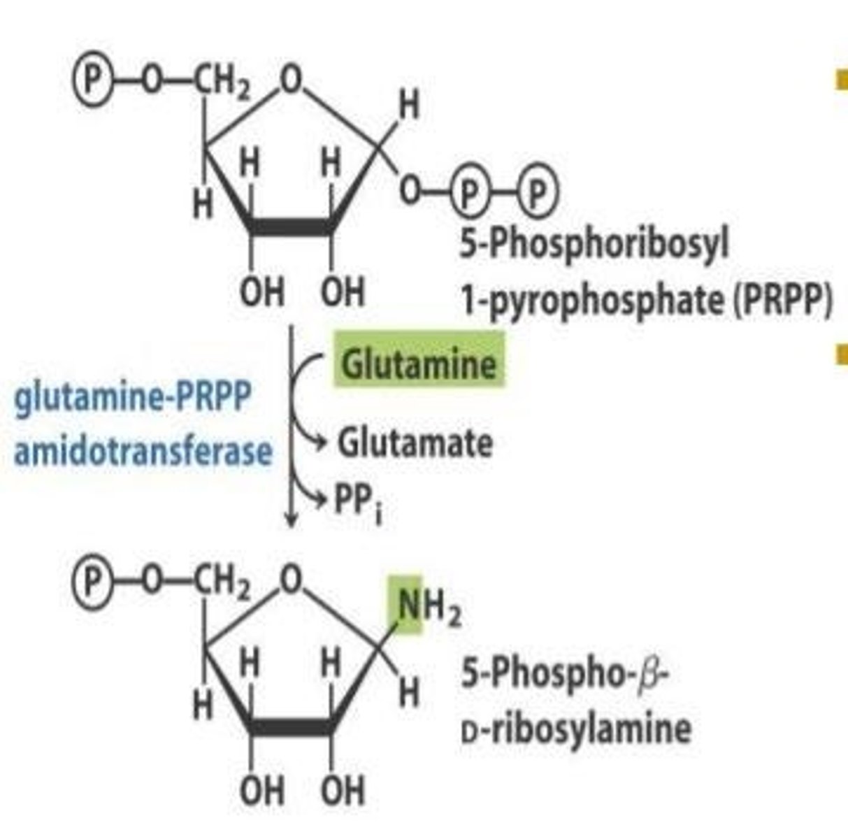 <p>Glutamine reacts with PRPP to initiate the formation of the purine ring, catalyzed by the enzyme glutamine-PRPP amidotransferase, which is the rate-limiting and committed step in purine biosynthesis.</p>