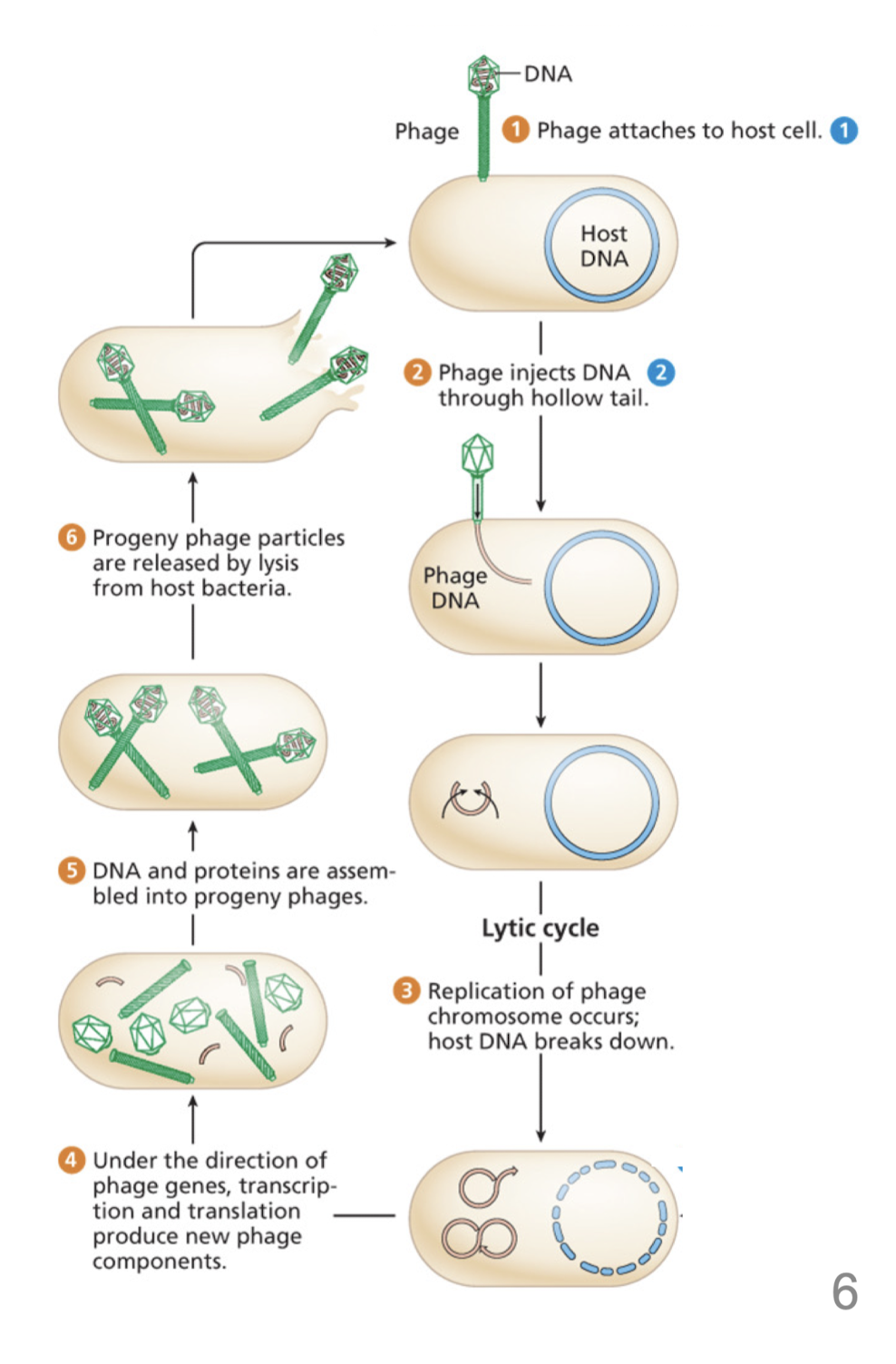 <p>Phage genome is not incorporated into the bacterial genome </p><ul><li><p>occasionally, donor genes are incorporated in the phage </p></li><li><p>DNA can be inserted into a recipient cell </p></li><li><p>produces <strong><em>transductant </em></strong>when recombination integrates the DNA into the recipient genome </p></li></ul>
