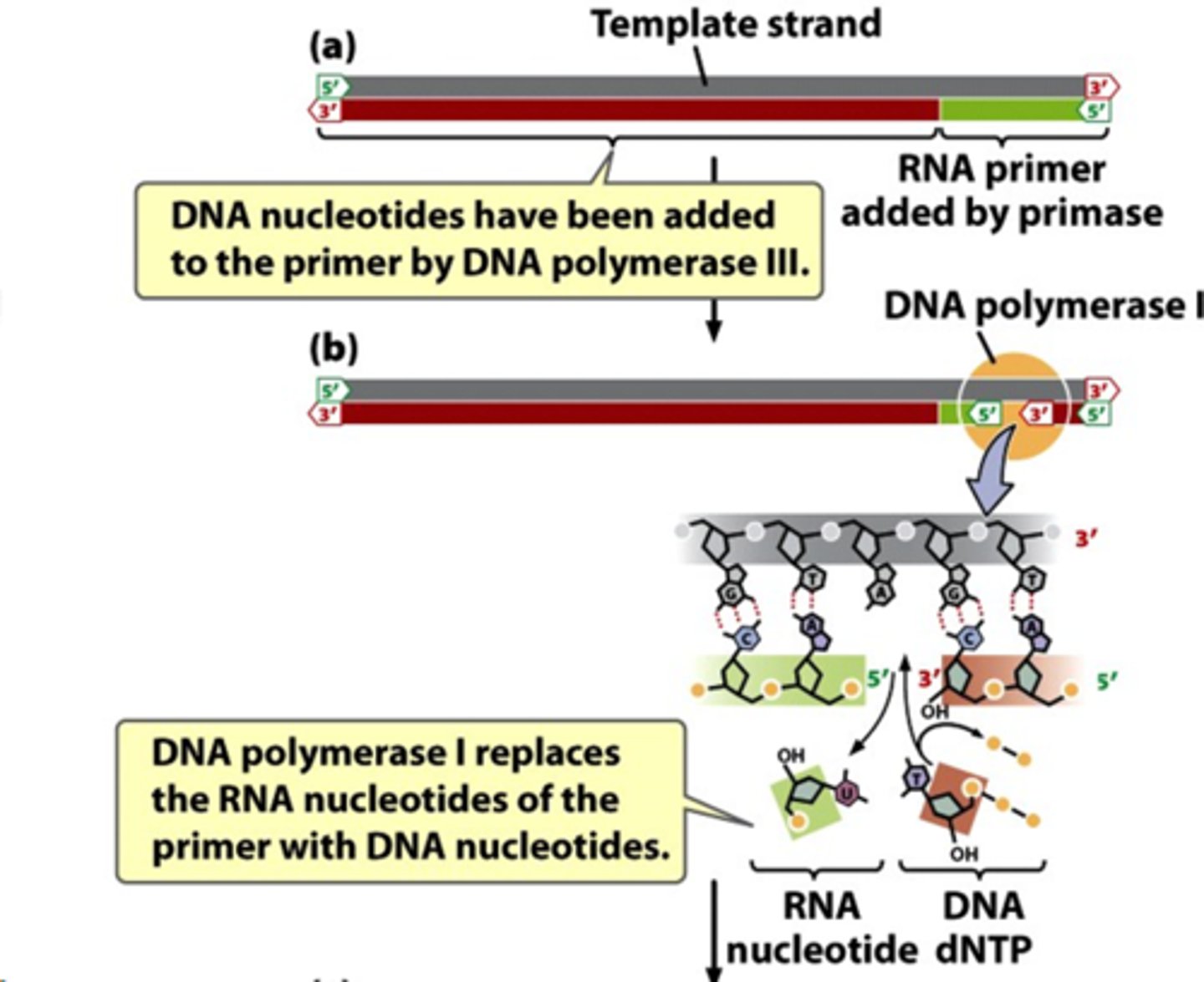 <p>adds DNA nucleotides to replace the RNA nucleotides that was removed (for both leading and lagging strand)</p><p>- cannot bind these new nucleotides with Okazaki fragments because they have monophosphate ends</p>