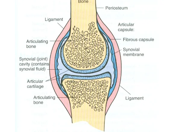 <ul><li><p>most common</p></li><li><p>most moveable</p></li><li><p>articulating bones separated by fluid filled spce</p></li><li><p>joint space surrounded by synovial membrane which is strengthened bya fibrous joint capsule</p></li></ul><p></p>