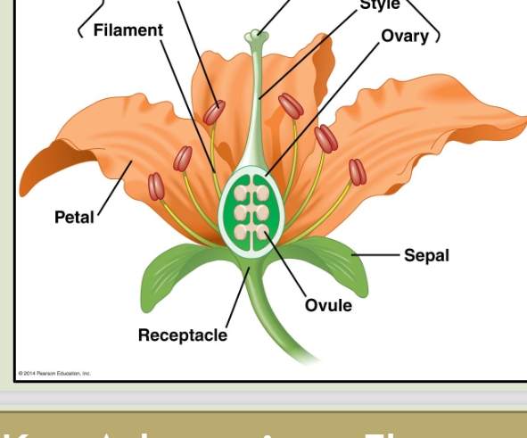 <p><strong>Key Adaptation: Flowers</strong> <span data-name="cherry_blossom" data-type="emoji">🌸</span></p><p class="">A <strong>flower</strong> is a specialized shoot with up to <strong>four floral organs</strong>:</p><ol><li><p class=""><strong>Sepals</strong> – Protect the bud before it opens.</p></li><li><p class=""><strong>Petals</strong> – Attract pollinators.</p></li><li><p class=""><strong>Stamens</strong> – Produce <strong>pollen</strong> (male reproductive organ).</p></li><li><p class=""><strong>Carpels</strong> – Contain the <strong>ovary</strong> with <strong>ovules</strong> (female reproductive organ).</p></li></ol><p><strong>Why Flowers Are Important:</strong></p><p class=""><span data-name="check_mark_button" data-type="emoji">✅</span> <strong>Pollination Efficiency</strong> – Attracts animals for targeted pollen transfer.<br><span data-name="check_mark_button" data-type="emoji">✅</span> <strong>Increases Genetic Diversity</strong> – Cross-pollination enhances variation.<br><span data-name="check_mark_button" data-type="emoji">✅</span> <strong>Leads to Fruit Formation</strong> – Protects and disperses seeds.</p><p class="">Flowers are a major reason <strong>angiosperm</strong> dominate plant life on Earth! <span data-name="herb" data-type="emoji">🌿</span><span data-name="cherry_blossom" data-type="emoji">🌸</span></p><p class="">Flowers enable <strong>directed pollination</strong>, meaning pollen is transferred efficiently by <strong>wind, insects, birds, or other animals</strong>, instead of relying solely on chance (like gymnosperms do with wind).</p><p><strong>Why This is Important:</strong></p><p class=""><span data-name="check_mark_button" data-type="emoji">✅</span> <strong>Increases Pollination Success</strong> – More efficient than random wind dispersal.<br><span data-name="check_mark_button" data-type="emoji">✅</span> <strong>Encourages Cross-Pollination</strong> – Leads to greater genetic diversity.<br><span data-name="check_mark_button" data-type="emoji">✅</span> <strong>Supports Plant-Animal Relationships</strong> – Many flowers evolve to attract specific pollinators.</p><p class="">This adaptation gives <strong>angiosperms</strong> an advantage, helping them <strong>dominate</strong> Earth's ecosystems!</p>