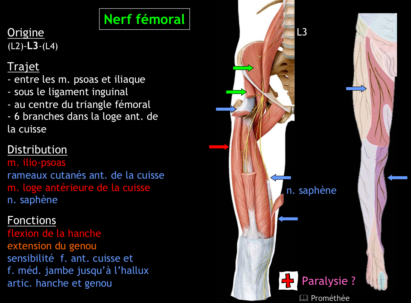 <p>La face antérieure de la cuisse et la face médiale de la jambe jusqu’à l’hallux (via le nerf saphène)</p>