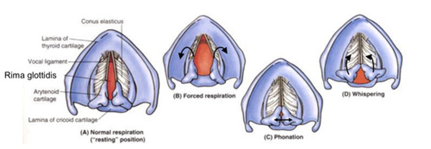 <p>the space bwtn the vocal cords ==&gt; widens or narrows depending on the position of the vocal cords (abducted or adducted due to rotation of arytenoid cartilage by intrinsic muscles of the larynx)</p>