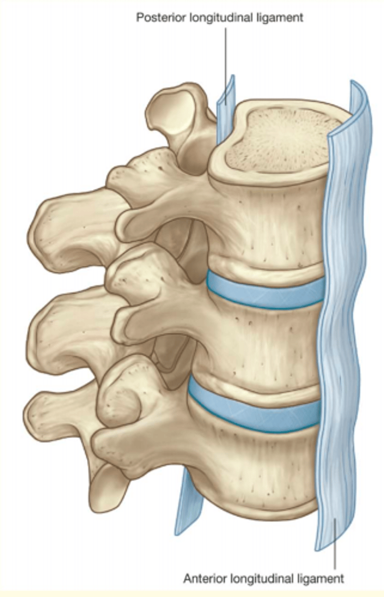 <p>1) Anterior longitudinal ligament (at the front)</p><p>2) Posterior longitudinal ligament (at the back)</p>
