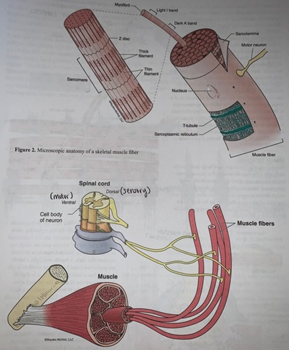 <p>motor unit consists of a motor neuron and all the muscle fibers it innervates</p>