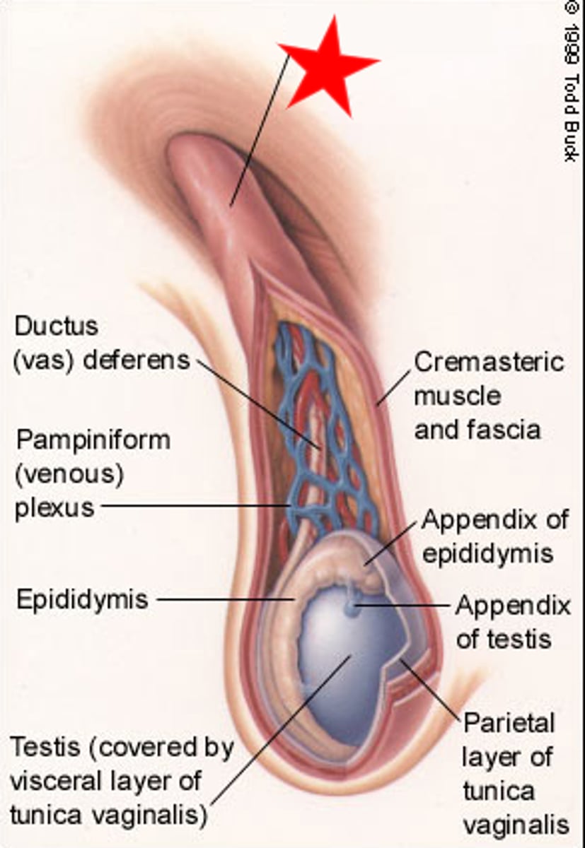 <p>bundle of fibrous connective tissue containing the <br>-Ductus deferens<br>-Testicular artery<br>-Artery of ductus deferens<br>-Pampiniform venous plexus<br>-Sympathetic fibers (testicular plexus)<br>-Genital branch of genitofemoral nerve<br>-Testicular lymphatics</p>