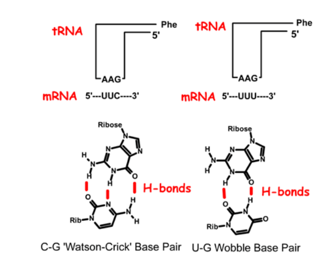 <p>Pairing combinations for tRNA<sup>phe</sup> to the two Phe codons, UUC and UUU. In this tRNA, the anti-codon is 1. _____, or in reverse order: 2. ____'. Base pairing to the UUC codon uses standard Watson-Crick pairing. In the case of the UUU codon, the third base pair is a GU base pair, which is referred to as a "wobble" basepair.</p>