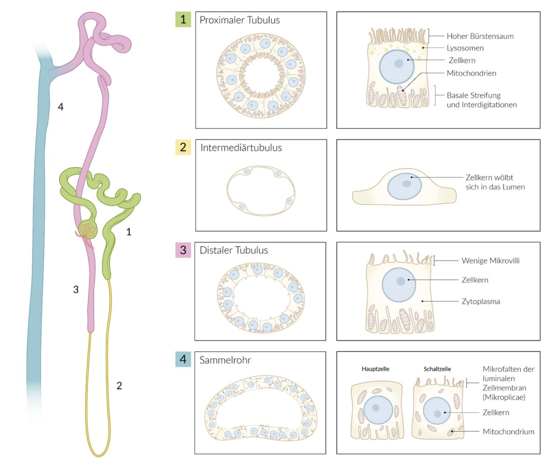 <p>E. Collecting duct (Sammelrohr)</p>
