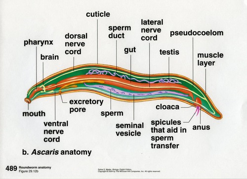 <p>Locomotion - no circular muscles, no waves&nbsp;</p><ul><li><p>Pressure in pseudocoel is high, stiff cuticle - roundworm&nbsp;</p></li><li><p>No locomotor cilia&nbsp;</p></li><li><p>Sinusoidal waves by longitudinal muscles - inefficient, requires a thick medium&nbsp;</p></li></ul><p>Nervous - anterior nerve ring, nerve cords run down the body&nbsp;</p><ul><li><p>Muscles connect to nervous cords, noncontractile segments&nbsp;</p></li><li><p>Ocelli&nbsp;</p></li><li><p>Anterior amphids, posterior phasmids = both lined with sensory hairs, chemoreceptors (detect pheromones)&nbsp;</p></li></ul><p>Digestive tract - tube&nbsp;</p><ul><li><p>Pharynx is highly pressurized, pumps fluid/food into the digestive tract, anus is sealed&nbsp;</p></li></ul><p>Reproduction:&nbsp;</p><ul><li><p>Dioecious, internal fertilization&nbsp;</p></li><li><p>Males have copulatory spicules, sperm enters the gonopore, sperm = amoeboid, crawls&nbsp;</p></li></ul><p></p>