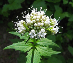 open flowers
exposed pollen
no nectar
small overall size