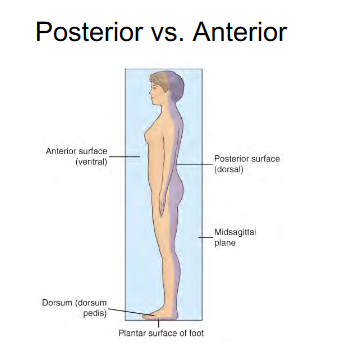 <p>Dorsum ( Dorsum Pedis ) </p><ul><li><p>Anterior/Ventral </p></li></ul><p></p>
