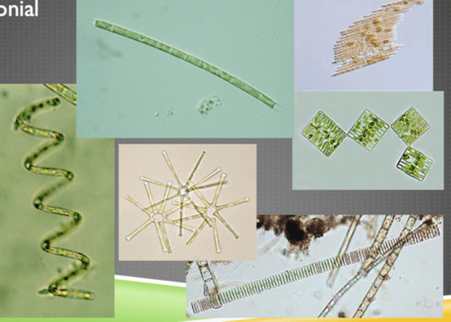 <p>Phytoplankton</p>