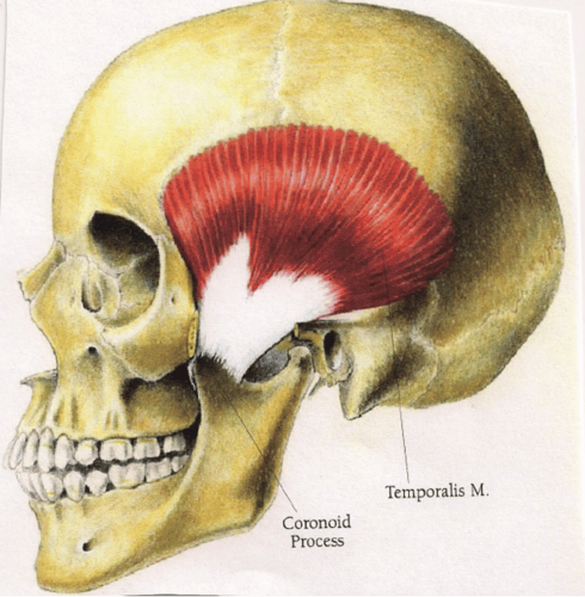 <p>Front surface of the coronoid process and ramus of the mandible</p>