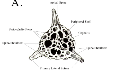 <p><span style="font-family: Arial; color: rgb(0, 0, 0)">Plasmodium malariae</span></p><p><span style="font-family: Arial; color: rgb(0, 0, 0)">Classification:</span><br><span style="font-family: Arial; color: rgb(0, 0, 0)">D: Eukaryote</span><br><span style="font-family: Arial; color: rgb(0, 0, 0)">K: Protista</span><br><span style="font-family: Arial; color: rgb(0, 0, 0)">P: Apicomplexa</span><br><span style="font-family: Arial; color: rgb(0, 0, 0)">C: Sporozoa</span><br><span style="font-family: Arial; color: rgb(0, 0, 0)">O:Eucoccidiida</span><br><span style="font-family: Arial; color: rgb(0, 0, 0)">F: Plasmodiidae</span><br><span style="font-family: Arial; color: rgb(0, 0, 0)">G: Plasmodium</span><br><span style="font-family: Arial; color: rgb(0, 0, 0)">Species: Plasmodium malariae</span><br><br><span style="font-family: Arial; color: rgb(0, 0, 0)">Found: Mostly South America/Asia, parasites found in humans, and salvatory&nbsp;glands of mosquitoes.</span><br><span style="font-family: Arial; color: rgb(0, 0, 0)">Food Habit: Heterotroph, Feed on hemoglobin in RBC</span><br><span style="font-family: Arial; color: rgb(0, 0, 0)">Medical Importance: Causes Maleria in humans</span><br><span style="font-family: Arial; color: rgb(0, 0, 0)">Causes death in humans due to Anemia, kidney failure, and brain damage</span></p><p><span style="font-family: Arial; color: rgb(0, 0, 0)">Other: Test made of silica dioxide (glass)</span></p><p></p>