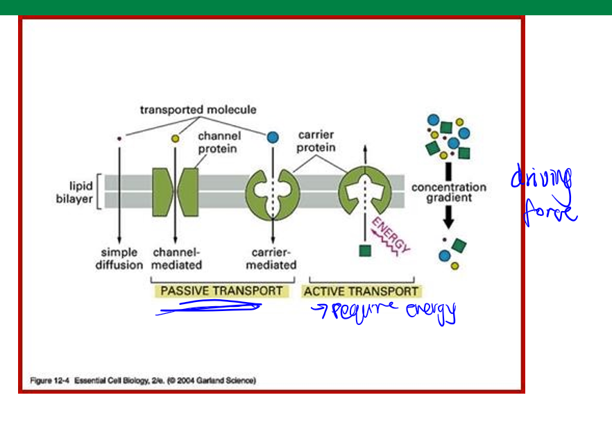 <p>transport across/through cells. lipids bilayer is semipermeable barrier, protein and lipid content varies, molecules may pass the lipid bilayer by: diffusion, transporters, and vesicle mediated. problem: two membranes, different passing mechanisms, usually lipophilic drugs. can be active or passive</p>
