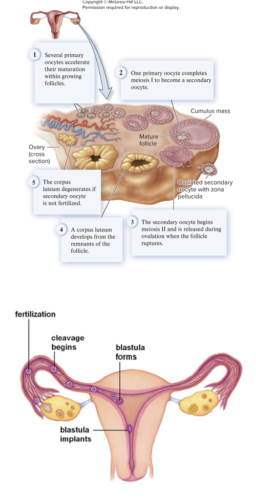 <p>oviduct, fallopian tube</p>