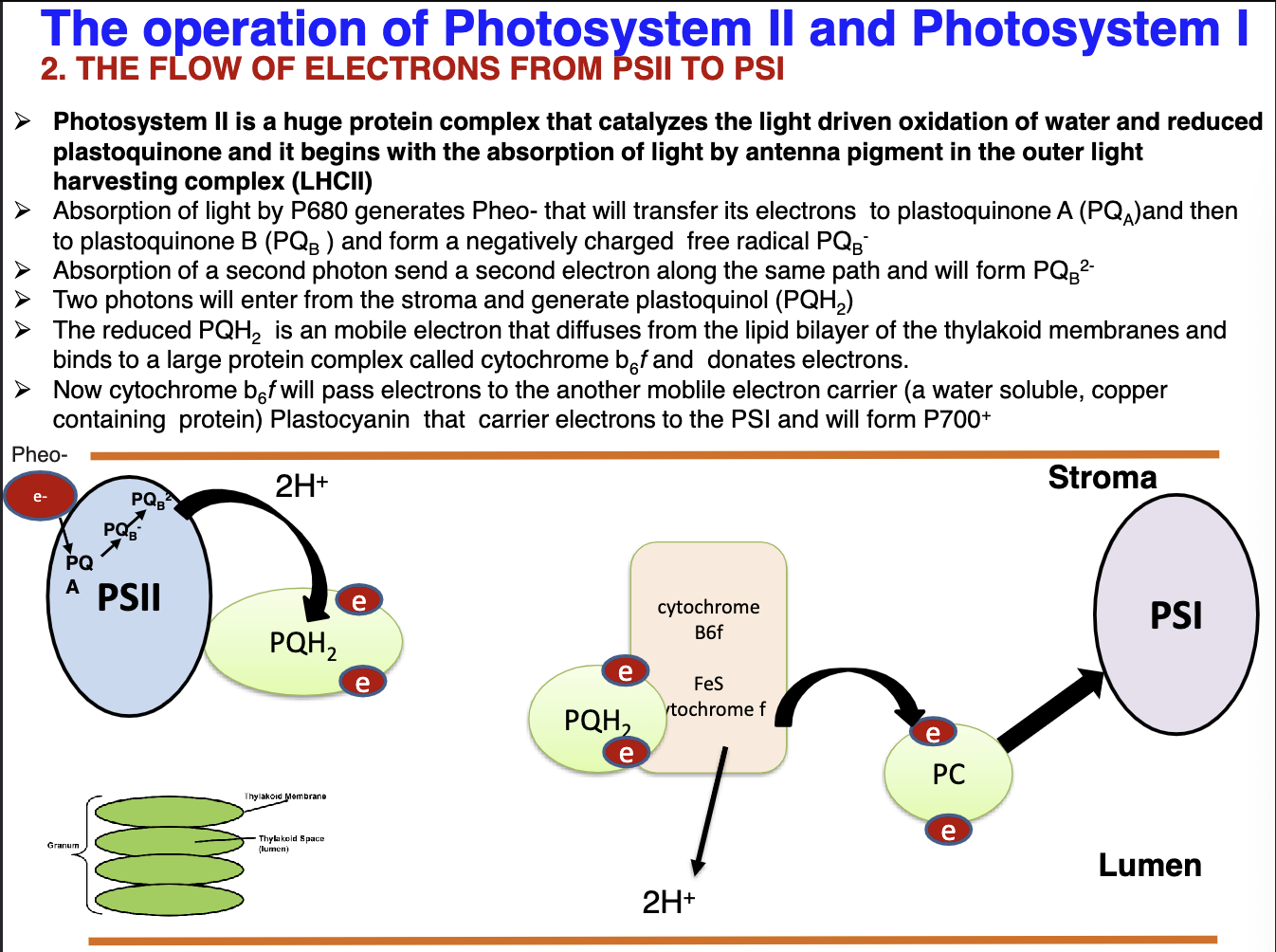 <p>Explain the flow of e- from PSII (P680) to PSI (P700):</p>