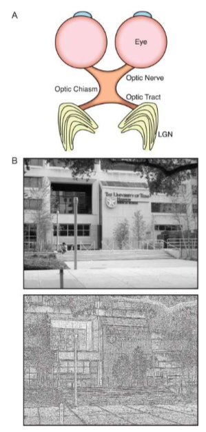 <p>For information to be processed by the brain the information must be represented in the brain. Example: Since the lateral geniculate nucleus (LGN) of the thalamus is anatomically connected to the eyes then the LGN represents visual information. </p>