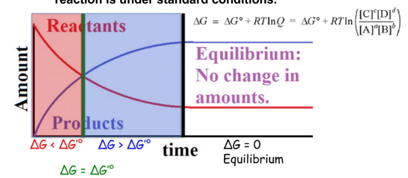 occurs when the rate of product formation is equal to the rate of reactant formation
