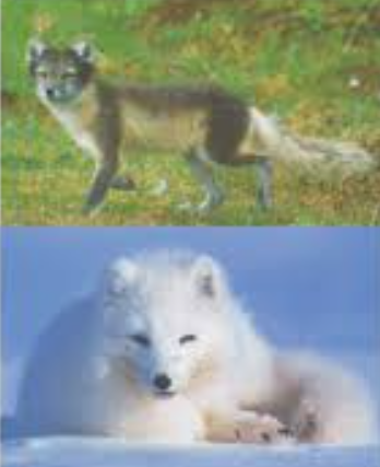 <p>individuals with the same genotype exhibit different phenotypes in different environments</p><p>ex. temperature can change coat color in rabbits and Siamese cats, like fox white in snow brown in forest</p><p>soil pH can affect flower color</p><p>UV exposure can increase melanin production in the skin</p><p></p>