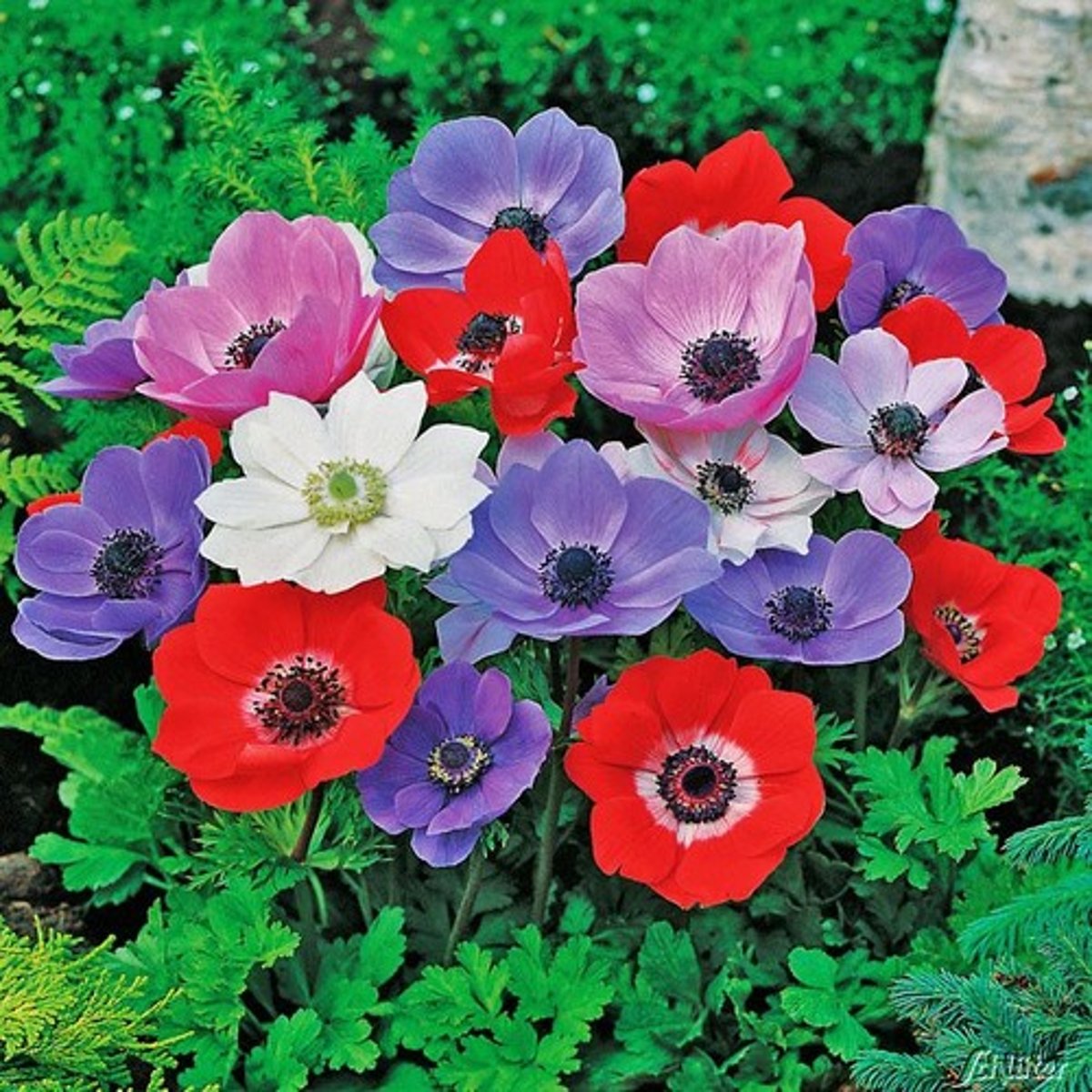 <p>Leaves medium green with basal leaves biternate and involucral leaves deeply divided.</p><p>Solitary, showy, poppy-like flowers (2.5" in diameter) with 6-8 sepals</p><p>Bloom in spring on stems 10-12" tall</p>