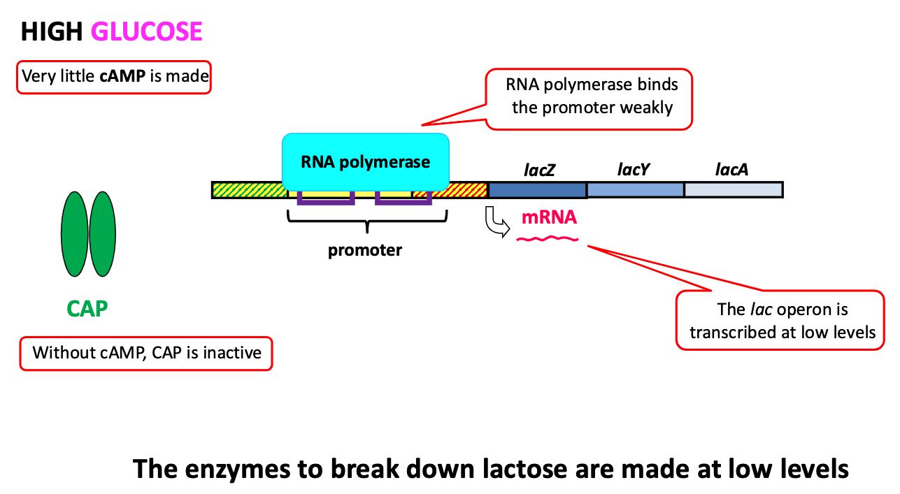 <ul><li><p><span>CAP is inactive (because very little cAMP is made)</span></p></li><li><p><span>The enzymes to break down lactose are made, but only at low levels</span></p></li></ul><p></p>