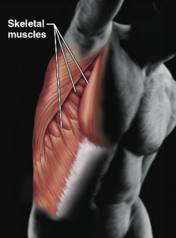 <ul><li><p>Allows manipulation of the environment, location, and facial expression</p></li><li><p>Maintains posture, and produces heat</p></li><li><p><span style="color: red;"><strong>Skeletal muscles</strong></span></p></li></ul><p></p>