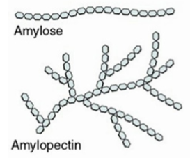 <p>a polysaccharide used for energy storage in plants</p><p>many different types, e.g. amylose, amylopectin</p>