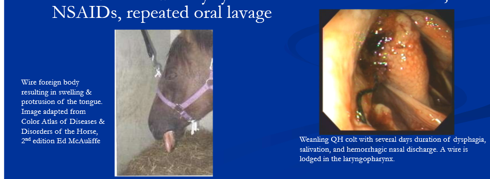 <ul><li><p>grass awns, splinters, and wires </p></li><li><p>may locate in lingual, sublingual, intermandibular tissues, buccal recesses, hard palate, soft palate, pharynx </p></li><li><p>results and signs can include </p><ul><li><p>stomatitis, glossitis, cellulitis, abscess </p></li><li><p>salivation, halitosis, eating difficulties, feed refusal </p></li></ul></li><li><p>careful oral exam using speculum, light source, palpation; radiogrpahy and endoscopy </p></li><li><p>removal followed by systemic antibiotics if indicated, NSAID, repeated oral lavage </p></li></ul><p></p>