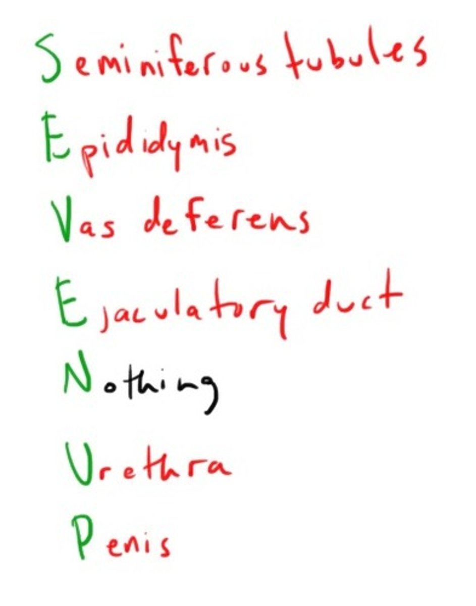<p>seminiferous tubules of testes --> epididymis --> vas deferens --> ejaculatory duct --> urethra</p>